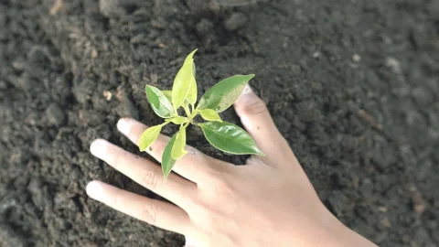 Close up hands plant small tree green leaf by shovel. Save the earth Stock-Footage 152150960