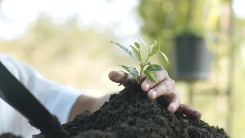 Close up hands plant small tree green leaf by shovel. Save the earth Video stock 152151243