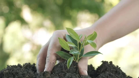 Close up hands plant small tree green leaf by shovel. Save the earth Video stock 152151530