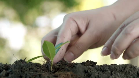 Close up hands plant small tree green leaf. Save the earth for planting Video stock 152230802