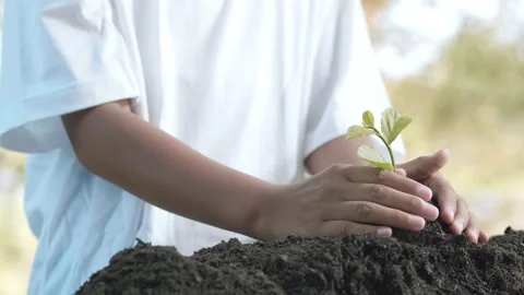 Close up hands plant small tree green leaf. Save the earth for planting Video stock 152231241