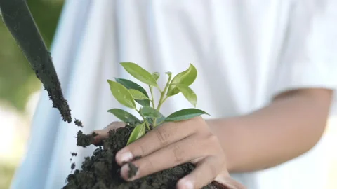 Close up hands plant small tree green leaf by shovel. Save the earth Video stock 152231352