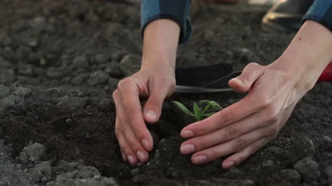 Close-up hands planting planted greens sprout and black grun. Agriculture fa Stock Footage 194384012
