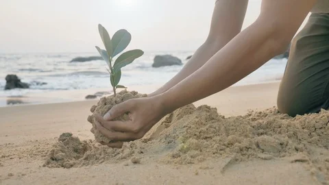 A close of hands planting a small green plant or tree sampling on a barren land Stock Footage 90342867