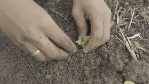 Close-up of Hands Planting Small Organic Lettuce (Alface) Seedling in Soil Stock Footage 320633029