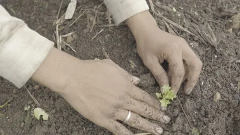 Close-up of Hands Planting Small Organic Lettuce (Alface) Seedling in Soil Stock Footage 320633034