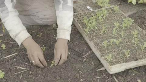 Close-up of Hands Planting Small Organic Lettuce (Alface) Seedling in Soil Stock Footage 320633103