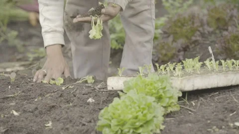 Close-up of Hands Planting Small Organic Lettuce (Alface) Seedling in Soil Stock Footage 320633152