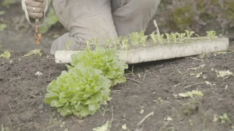 Close-up of Hands Planting Small Organic Lettuce (Alface) Seedling in Soil Stock Footage 320633191
