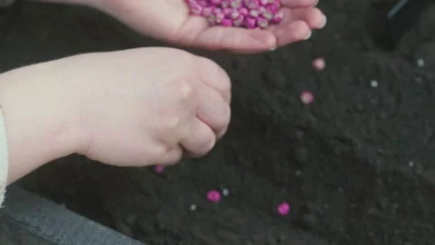 Close-up of hands planting small pink seeds into dark soil for gardening Stock Footage 331475137