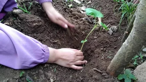 Close-up of hands planting a young green sprout in fertile soil outdoors. C.. Stock Footage 340598202