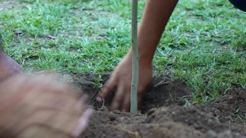 Close Up of Hands Planting Young Tree Sapling in Soil During Community Stock Footage 340301632