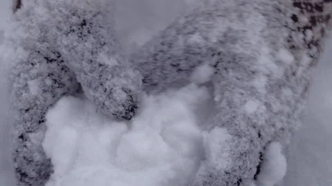 Close up of hands playing with powdery fluffy snow. Wearing woven gloves. Stock Footage 149069135