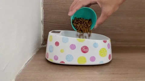 Close up of hands pouring dry cat food into a polka dot bowl on the floor Vídeo Stock 330514751