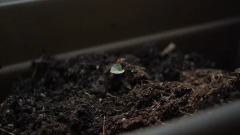 Close-up of hands pulling up a small sapling from soil in a long planter box 스톡 동영상 125119580
