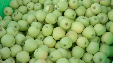Close-up hands puts green apples in the box for transportation 스톡 동영상 123426259