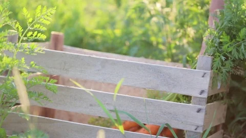 Close-up of hands putting a carrot in box at field in beautifull sunset light. Stock Footage 77540919