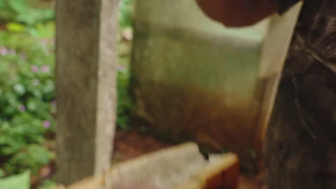 Close-up of hands removing raw, white cacao beans from a freshly opened cacao Vídeo Stock 336059373