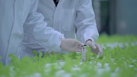 Close up hands of Scientist Checking chemical of water of hydroponics system. Stock Footage 163780122