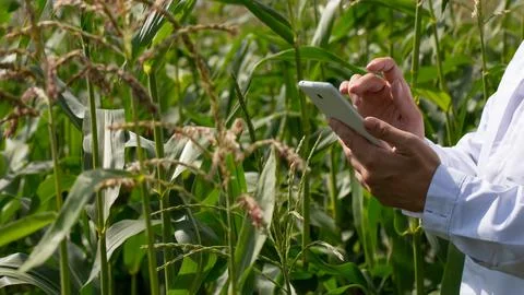 Close-up hands of a scientist in a corn field checking the condition of the crop Stock-Fotos