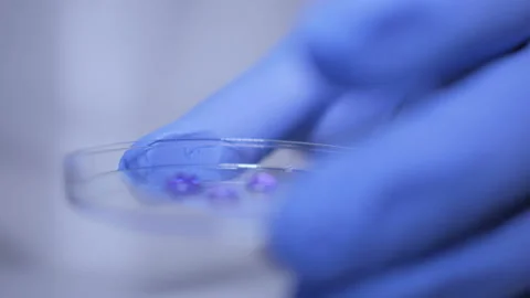 Close up of hands of scientist in gloves holding pipette and pouring solution Video stock 118697943
