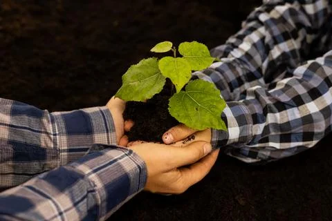 Close-up. The hands seem to protect the young tree. Saving the planet Stock Photos