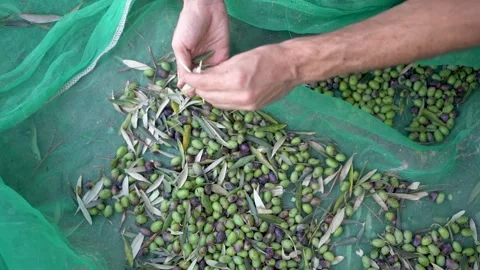 Close up of hands selecting and cleaning olives during olive harvest in spain, Stock Footage 329177640