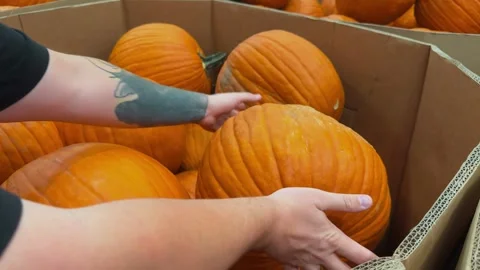Close-up of hands selecting bright orange pumpkins from... Stock Footage 318167986