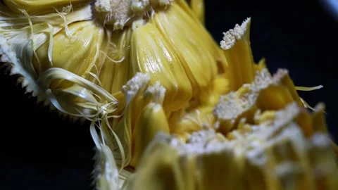 Close-up of hands separating ripe yellow jackfruit flesh, Yellow jackfruit .. Видео 339022495