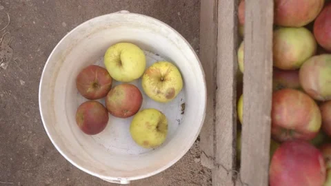 Close-up Hands shift apples from a wooden box into a white bucket. Harvesting Stock Footage 167608511