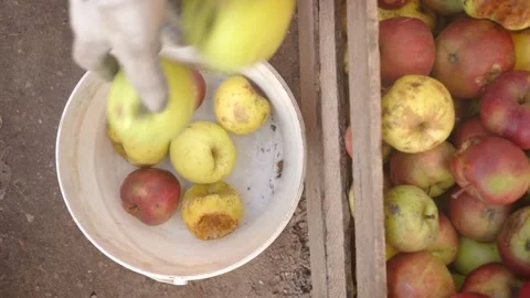 Close-up Hands shift apples from a wooden box into a white bucket. Harvesting Stock Footage 167701938