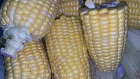 Close up of hands shucking corn. organic yellow corn. Healthy organic vegetarian Stock Footage 284084955