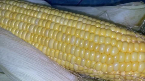 Close up of hands shucking corn. organic yellow corn. Healthy organic vegetarian Stock Footage 284085080