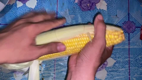 Close up of hands shucking corn. organic yellow corn. Healthy organic vegetarian Stock Footage 284085308
