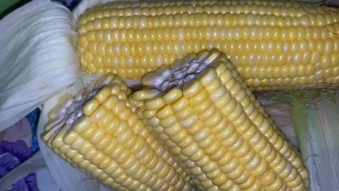 Close up of hands shucking corn. organic yellow corn. Healthy organic vegetarian Stock Footage 284087756