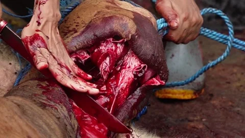 Close-up of hands slaughtering a sacrificial cow during Eid al-Adha festival. Video stock 338046347