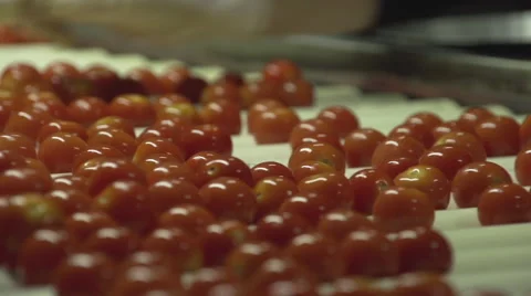 Close Up Of Hands Sorting Cherry Tomatoes On Conveyor Belt Stock Footage 64026732