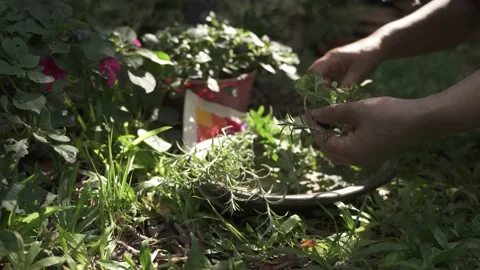 Close up of hands sorting collected herbs in a wooden bowl Vídeo Stock 153190090