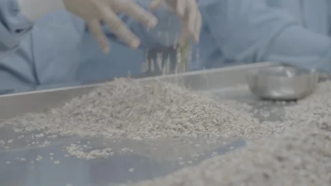 Close up of hands sorting dried herbs or food ingredients Stock-Footage 327069253