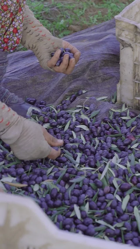 Close-up of Hands Sorting Fresh Olives. Stock Footage 328058017