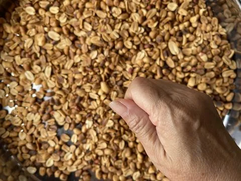 Close Up Of Hands Sorting Roasted Peanuts For Final Quality Check Foto stock