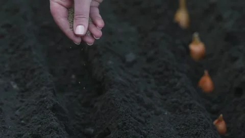 Close-up of hands sowing small onion sets into dark, rich soil for planting Stock Footage 331475091