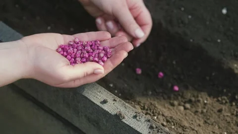 Close-up of hands sowing tiny pink seeds into dark soil for gardening Stock Footage 331475132