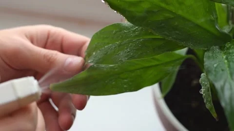 Close-up of hands spraying spathiphyllum leaves from a spray bottle on a window Stock Footage 150174331
