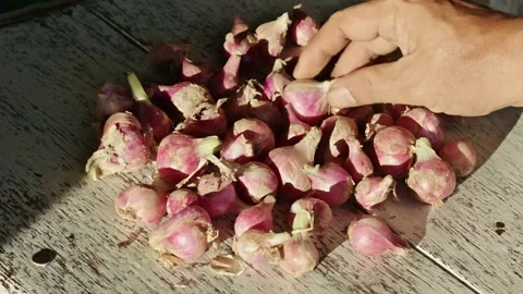 Close-up of hands spreading and drying fresh red shallots on a wooden surfa.. Видео 338225646