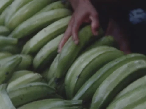 Close of hands stacking platanos in a pirogue. Stock Footage 147901500