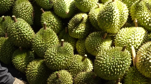 Close up of hands stacking Ri6 durians in Vietnam. Stock Footage 334322436