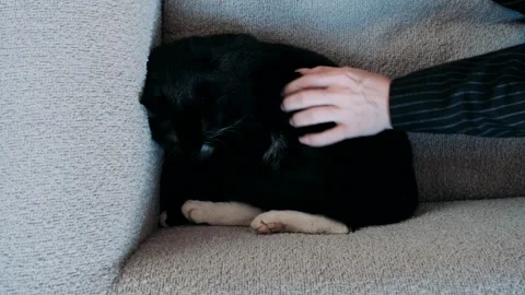 Close-up hands stroking a black cat Stock Footage 284142889