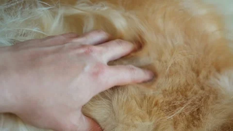 Close-up of hands stroking the soft, golden fur of a Golden Retriever Stock Footage 285422289