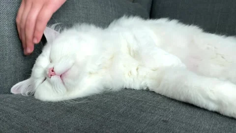Close-up of hands stroking a white fluffy persian kitten lying on a chair Stock Footage 243507588